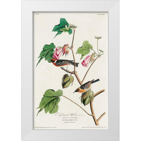 Bay-breasted Warbler White Modern Wood Framed Art Print by Audubon, John James
