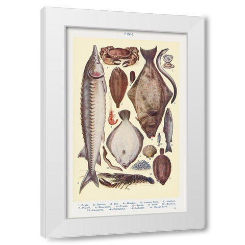 Fish II White Modern Wood Framed Art Print by Mrs. Beeton''s Book of Household Management