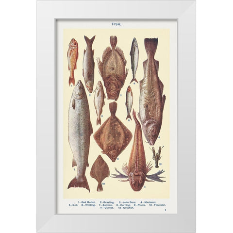 Fish I White Modern Wood Framed Art Print by Mrs. Beeton''s Book of Household Management