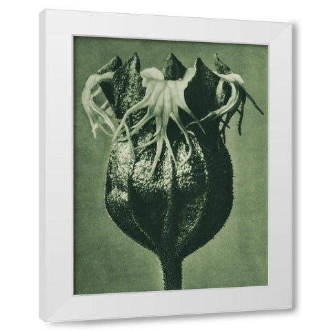 Tellima randiflora (Fringe Cups) White Modern Wood Framed Art Print by Blossfeldt, Karl