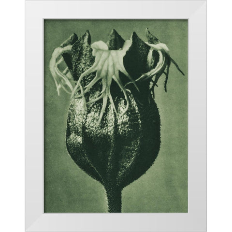 Tellima randiflora (Fringe Cups) White Modern Wood Framed Art Print by Blossfeldt, Karl