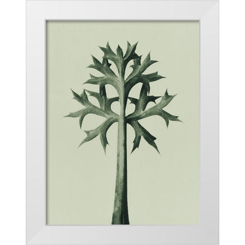 Eryngium Bourgatii (Mediterranean Sea Holly) White Modern Wood Framed Art Print by Blossfeldt, Karl