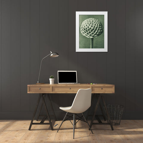 Cephalaria (Small Teasel) White Modern Wood Framed Art Print by Blossfeldt, Karl