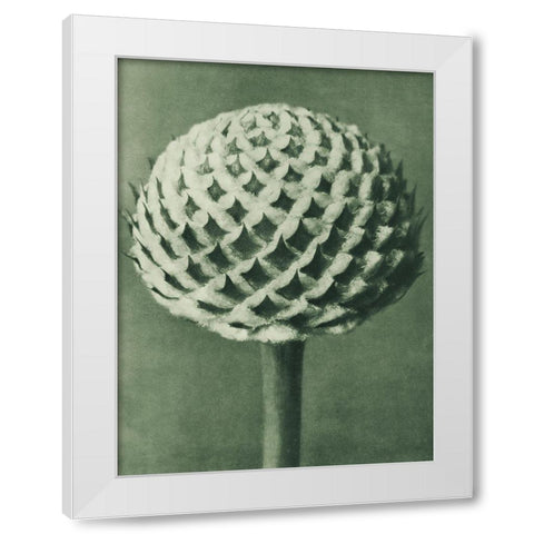 Cephalaria (Small Teasel) White Modern Wood Framed Art Print by Blossfeldt, Karl