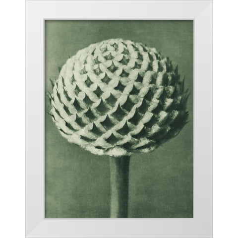 Cephalaria (Small Teasel) White Modern Wood Framed Art Print by Blossfeldt, Karl