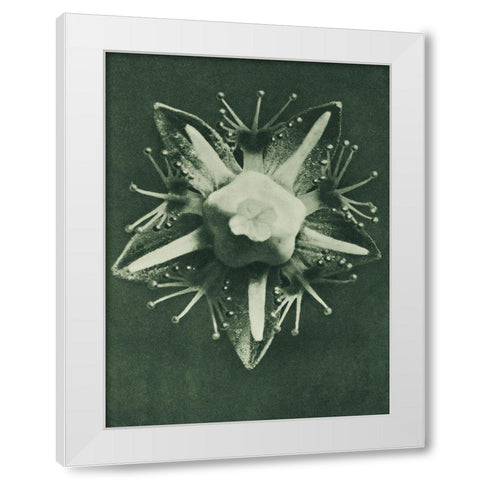 Parnassia palustris (Marsh Grass of Parnassus) White Modern Wood Framed Art Print by Blossfeldt, Karl