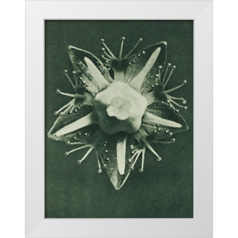 Parnassia palustris (Marsh Grass of Parnassus) White Modern Wood Framed Art Print by Blossfeldt, Karl