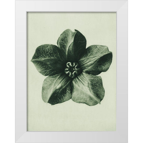 Cobea scandens (Mexican Ivy) White Modern Wood Framed Art Print by Blossfeldt, Karl