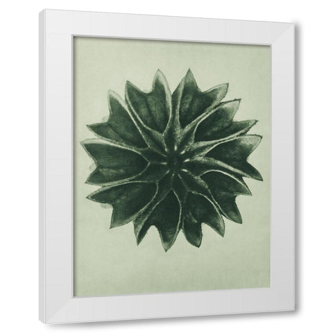 Abutilon (Lime Mallow) White Modern Wood Framed Art Print by Blossfeldt, Karl