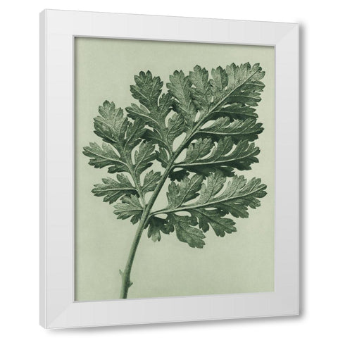 Chrysanthemum parthenium (Feverfew chrysanthemum) White Modern Wood Framed Art Print by Blossfeldt, Karl