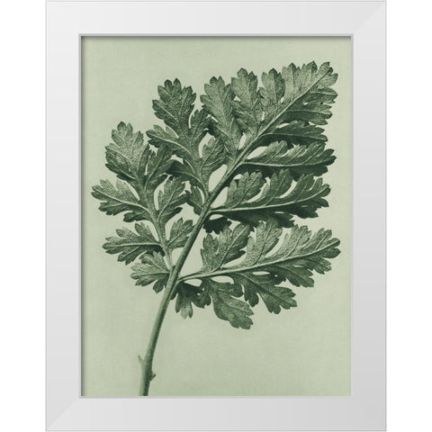 Chrysanthemum parthenium (Feverfew chrysanthemum) White Modern Wood Framed Art Print by Blossfeldt, Karl