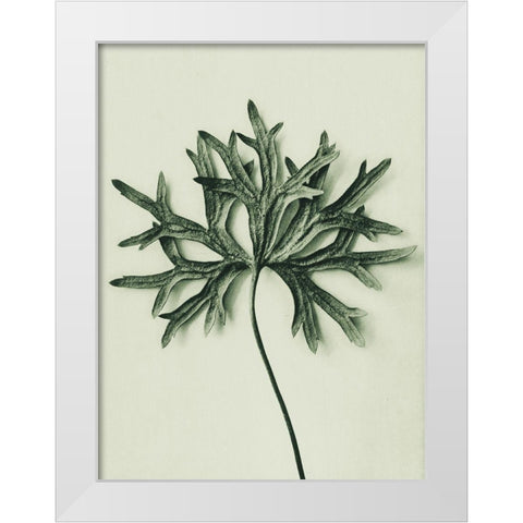 Aconitum Anthora (Yellow Monkshood Leaf) White Modern Wood Framed Art Print by Blossfeldt, Karl