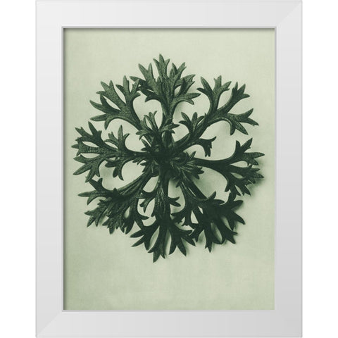 Saxifraga Willkommniana (Willkomms Saxifrage) White Modern Wood Framed Art Print by Blossfeldt, Karl