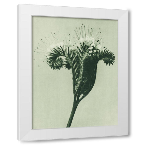 Phacelia tanacetifolia (Lacy Phacelia) White Modern Wood Framed Art Print by Blossfeldt, Karl
