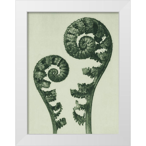 Aspidium Filix Mas (Shield Fern Fronds) White Modern Wood Framed Art Print by Blossfeldt, Karl