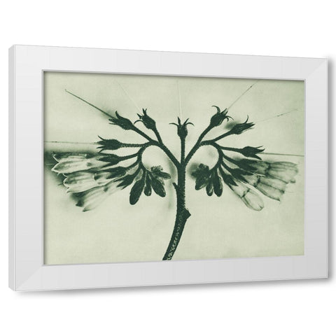 Symphytum officinale (Common Comfrey) White Modern Wood Framed Art Print by Blossfeldt, Karl