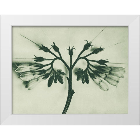Symphytum officinale (Common Comfrey) White Modern Wood Framed Art Print by Blossfeldt, Karl