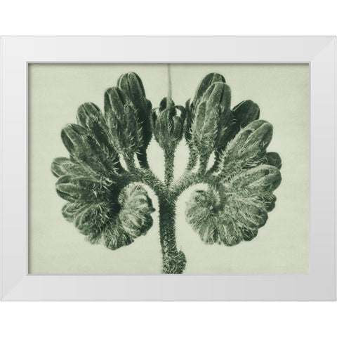 Symphytum Officinale (Common Comfrey) White Modern Wood Framed Art Print by Blossfeldt, Karl