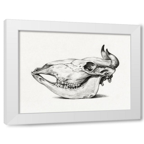 Skull of a cow (Side) White Modern Wood Framed Art Print by Bernard, Jean