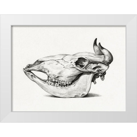 Skull of a cow (Side) White Modern Wood Framed Art Print by Bernard, Jean