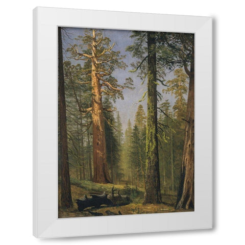 The Grizzly Giant Sequoia, Mariposa Grove, California White Modern Wood Framed Art Print by Bierstadt, Albert