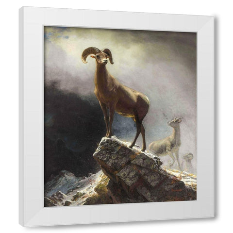 Rocky Mountain Sheep or Big Horn, Ovis, Montana White Modern Wood Framed Art Print by Bierstadt, Albert