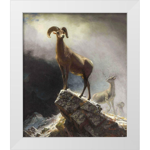 Rocky Mountain Sheep or Big Horn, Ovis, Montana White Modern Wood Framed Art Print by Bierstadt, Albert