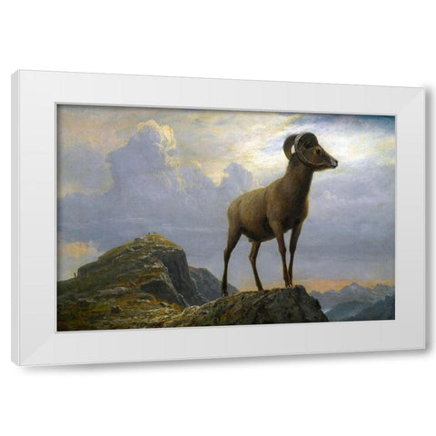 Study of a Bighorn Ram White Modern Wood Framed Art Print by Bierstadt, Albert