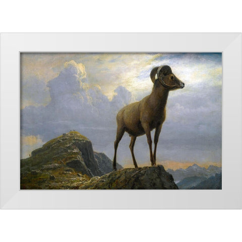 Study of a Bighorn Ram White Modern Wood Framed Art Print by Bierstadt, Albert