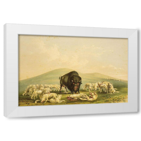 Buffalo Hunt, White Wolves Attacking Buffalo Bull White Modern Wood Framed Art Print by Catlin, George