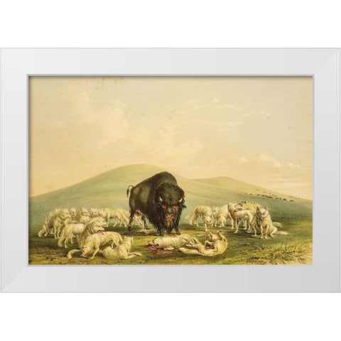 Buffalo Hunt, White Wolves Attacking Buffalo Bull White Modern Wood Framed Art Print by Catlin, George
