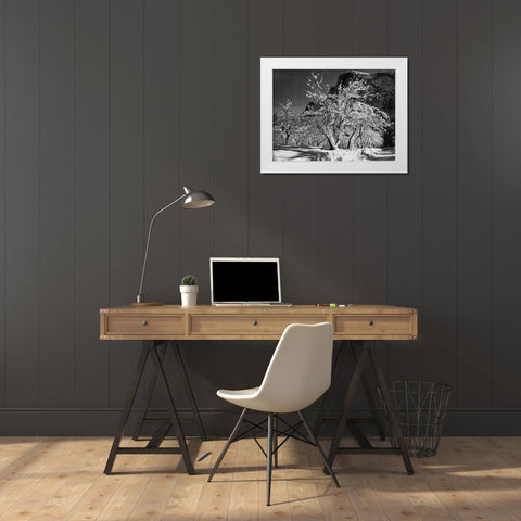 Half Dome-Apple Orchard-Yosemite-California White Modern Wood Framed Art Print by Adams, Ansel