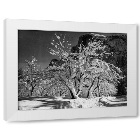 Half Dome-Apple Orchard-Yosemite-California White Modern Wood Framed Art Print by Adams, Ansel