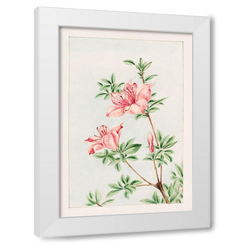 Tsutsuji rhododendron Judicum or azalea White Modern Wood Framed Art Print by Morikaga, Megata