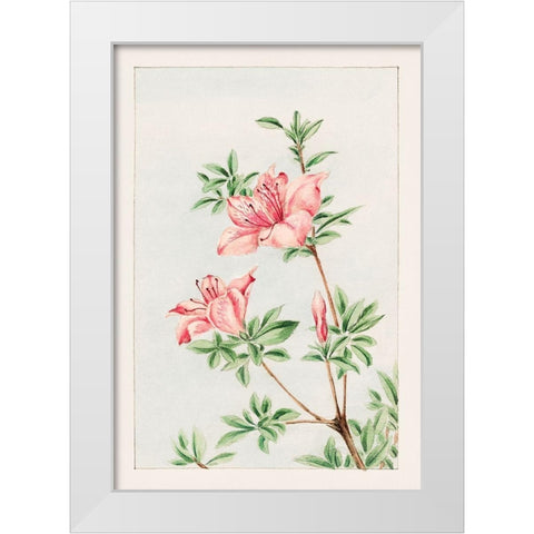 Tsutsuji rhododendron Judicum or azalea White Modern Wood Framed Art Print by Morikaga, Megata