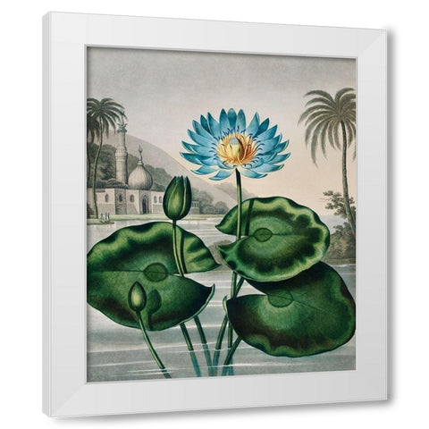 The Blue Egyptian Water Lily from The Temple of Flora White Modern Wood Framed Art Print by Thornton, Robert John