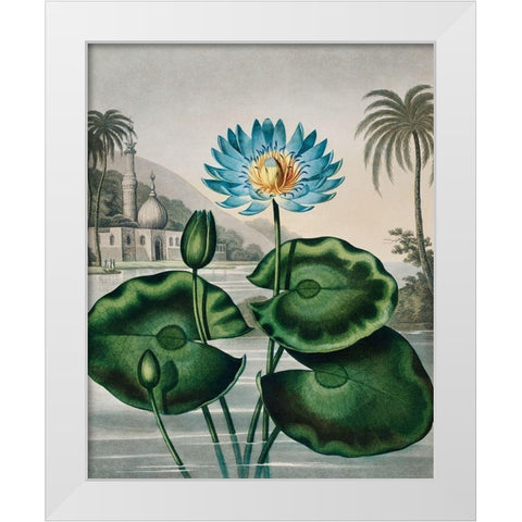 The Blue Egyptian Water Lily from The Temple of Flora White Modern Wood Framed Art Print by Thornton, Robert John