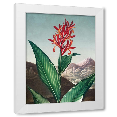 Indian Reed from The Temple of Flora White Modern Wood Framed Art Print by Thornton, Robert John