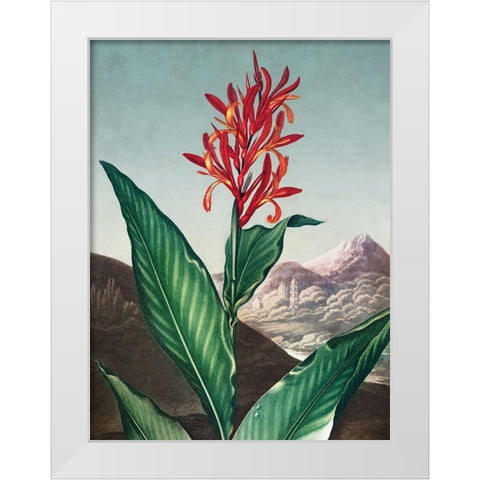 Indian Reed from The Temple of Flora White Modern Wood Framed Art Print by Thornton, Robert John
