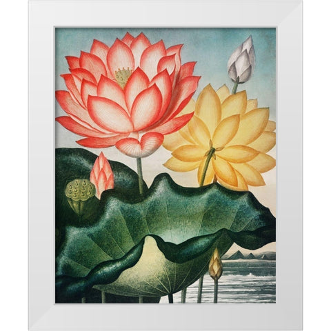 The Sacred Egyptian Bean from The Temple of Flora White Modern Wood Framed Art Print by Thornton, Robert John