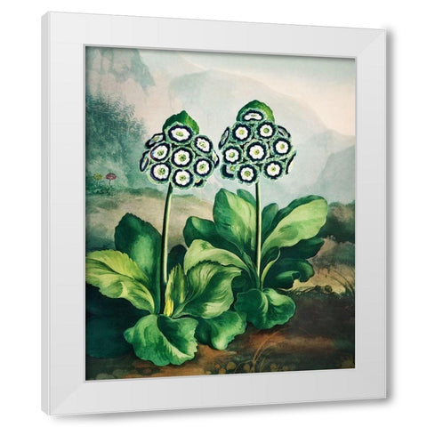 A Group of Auriculas from The Temple of Flora White Modern Wood Framed Art Print by Thornton, Robert John