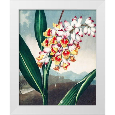 The Nodding Renealmia from The Temple of Flora White Modern Wood Framed Art Print by Thornton, Robert John