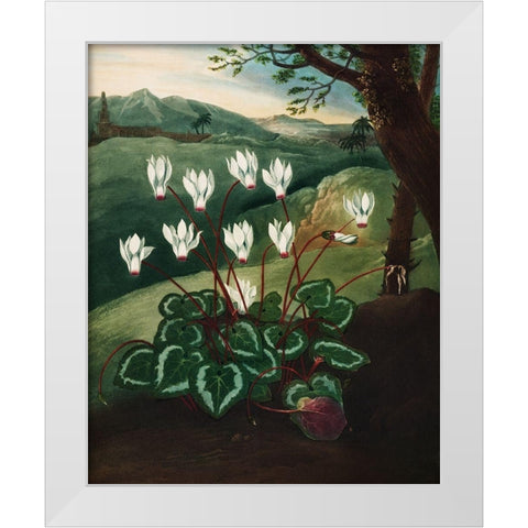 The Persian Cyclamen from The Temple of Flora White Modern Wood Framed Art Print by Thornton, Robert John