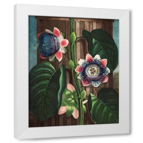 The Quadrangular Passion Flower from The Temple of Flora White Modern Wood Framed Art Print by Thornton, Robert John