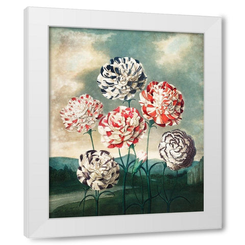 A Group of Carnations from The Temple of Flora White Modern Wood Framed Art Print by Thornton, Robert John
