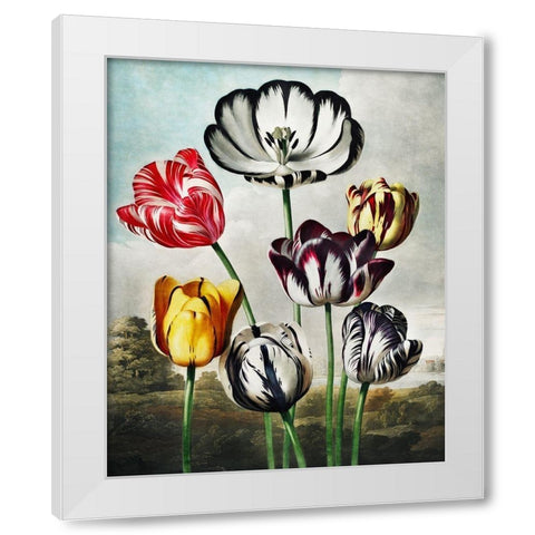 Tulips from The Temple of Flora White Modern Wood Framed Art Print by Thornton, Robert John