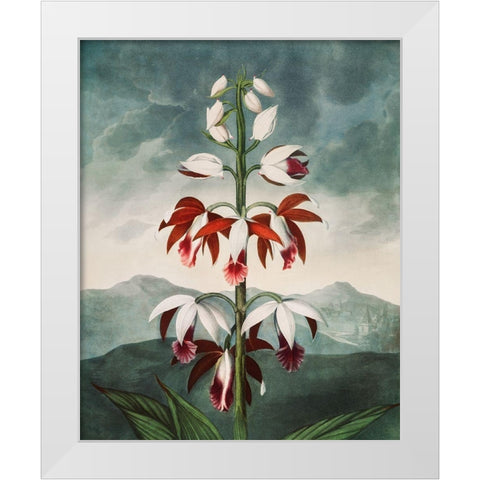 The Chinese Limodoron from The Temple of Flora White Modern Wood Framed Art Print by Thornton, Robert John