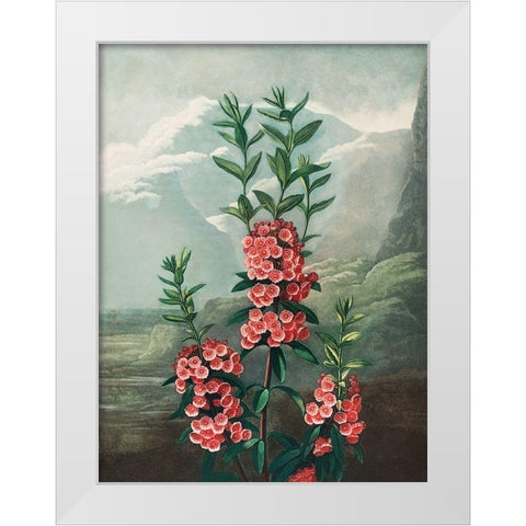 The Narrow Leaved Kalmia from The Temple of Flora White Modern Wood Framed Art Print by Thornton, Robert John