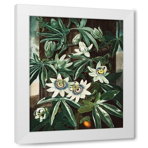 The Passiflora Cerulea from The Temple of Flora White Modern Wood Framed Art Print by Thornton, Robert John