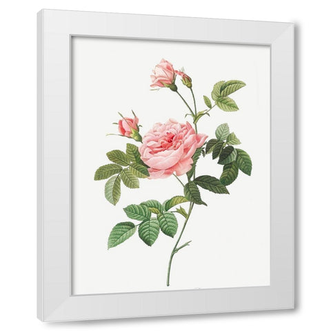 Boursault Rose, Rose Turbine without Thorns, Rosa Inermis White Modern Wood Framed Art Print by Redoute, Pierre Joseph